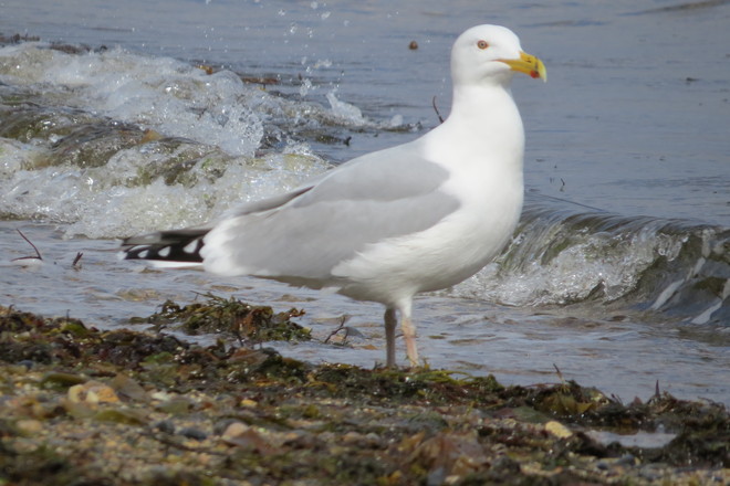 Herring Gull, Gully Chester, Nova Scotia Canada