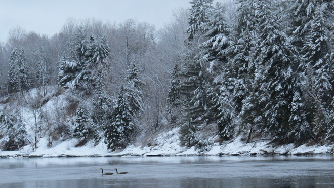 Geese Return Spoiled By More Snow & Rain Espanola, Ontario Canada