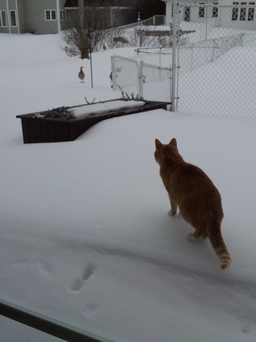 Max the Cat Moncton, New Brunswick Canada