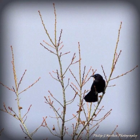 Crow in Treetop Nelson, British Columbia Canada