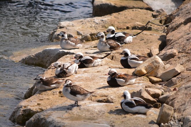 Long Tailed Ducks on Rocks! St. Catharines, Ontario Canada