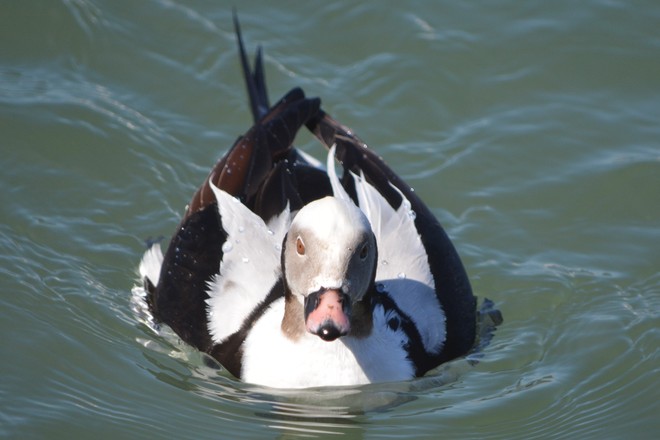 Male Long Tailed Duck! St. Catharines, Ontario Canada