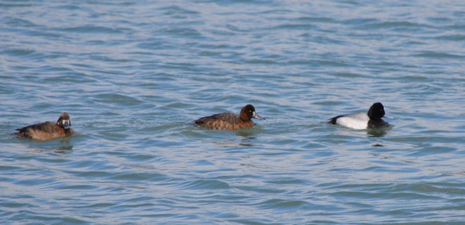 Scaup male and females St. Catharines, Ontario Canada