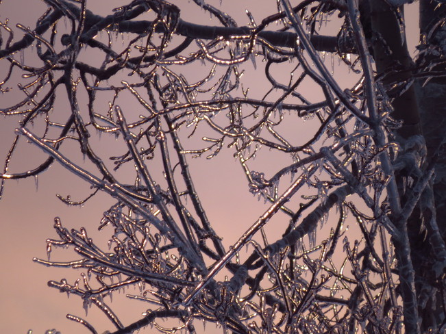 Ice in trees Shediac, New Brunswick Canada