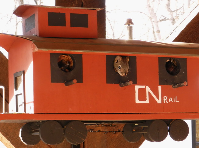 Train......ed Squirrel Sherwood Park, Alberta Canada