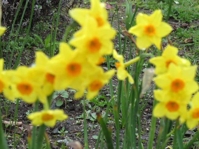 Spring Flowers in Whiterock White Rock, British Columbia Canada
