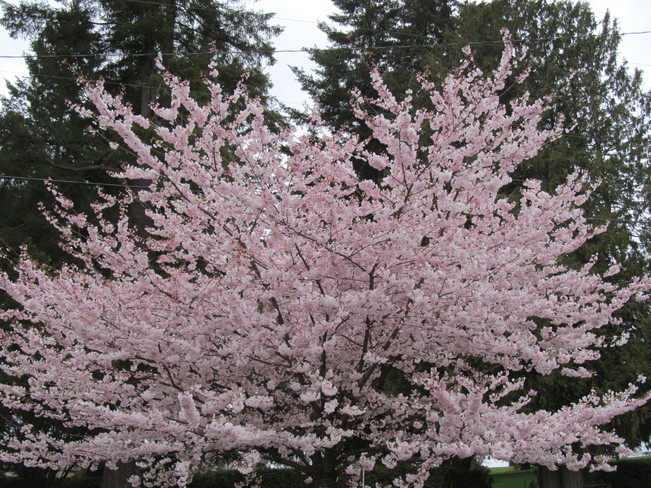 Tree in bloom Cloverdale, British Columbia Canada