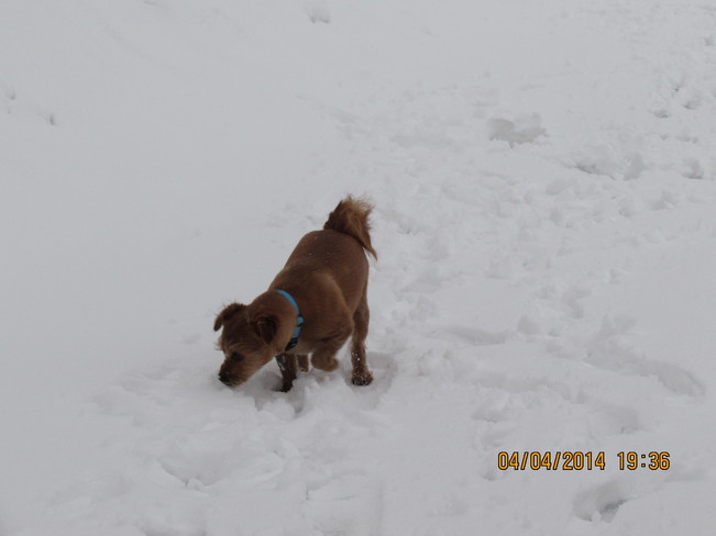 More Snow Doggonit Sudbury, Ontario Canada