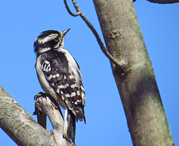woodpecker Toronto, Ontario Canada