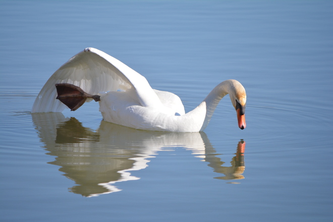 Mute Swan! St. Catharines, Ontario Canada