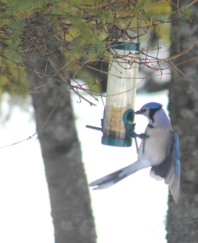 At the Feeder Fredericton, New Brunswick Canada