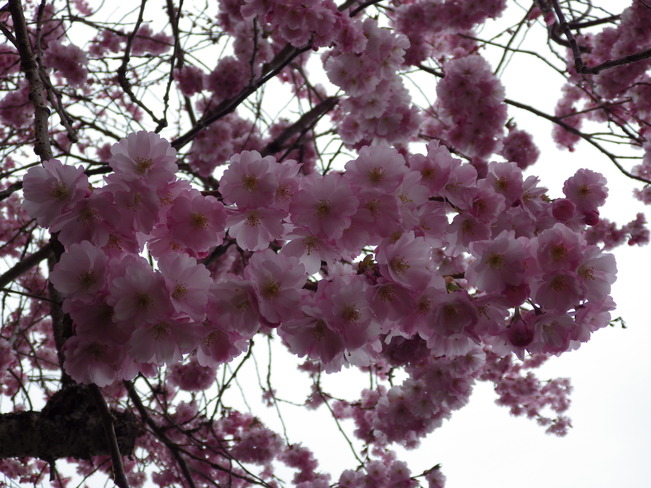 cherry blossoms Comox Valley, British Columbia Canada
