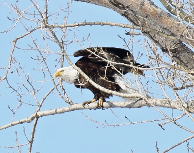 bald eagle MacDonald, Manitoba Canada