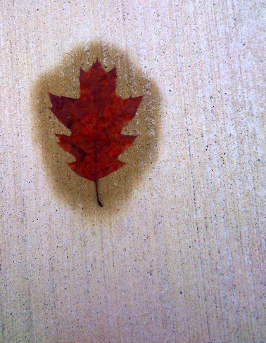 de-iced leaf Cobourg, Ontario Canada