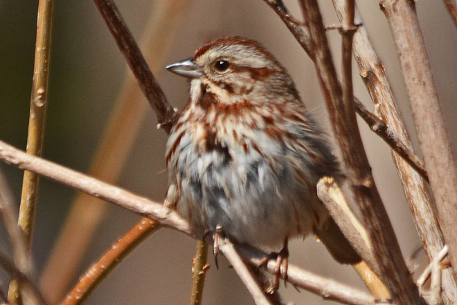 Song Sparrow Kitchener, Ontario Canada