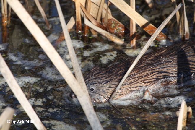 Beaver Pickering, Ontario Canada
