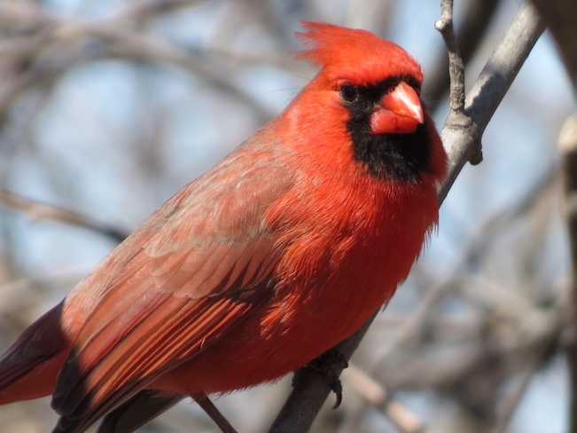 The Cardinal Mississauga, Ontario Canada