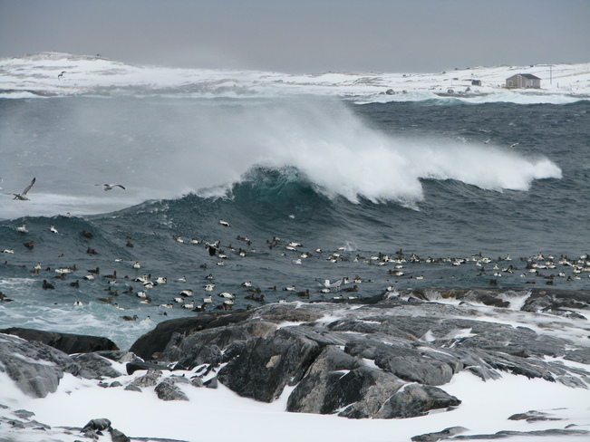 EIDER ducks in a storm Channel-Port aux Basques, Newfoundland and Labrador Canada