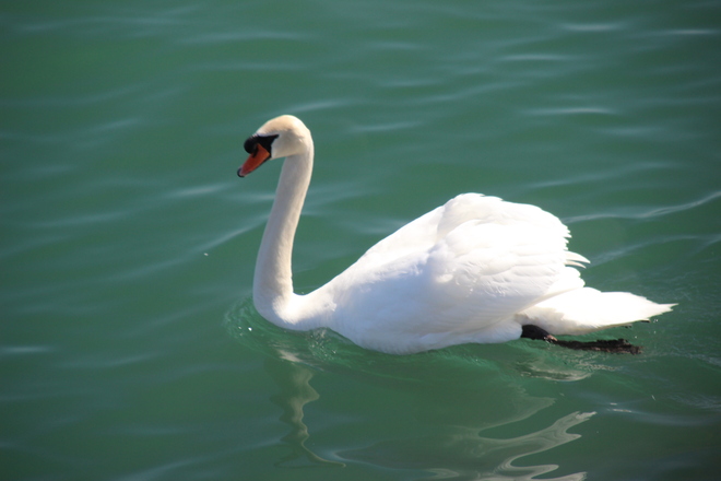 Beautiful Swan. Toronto, Ontario Canada