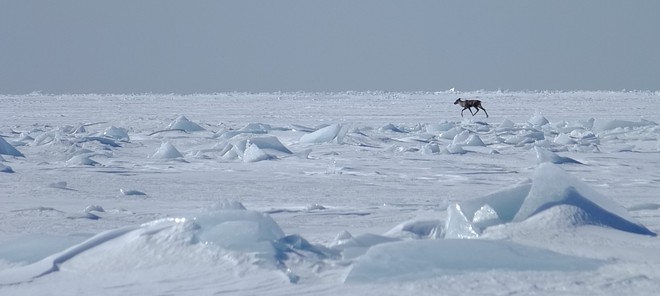 Caribou crossing Frozen Lake Superior Terrace Bay, Ontario Canada