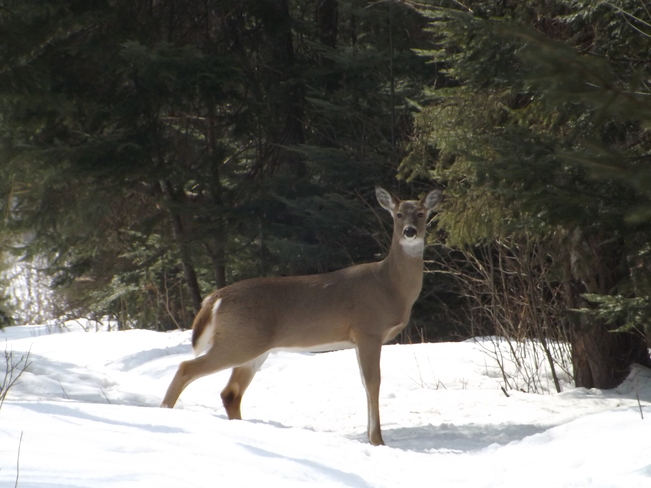 DEER IN THE FOREST Thunder Bay, Ontario Canada