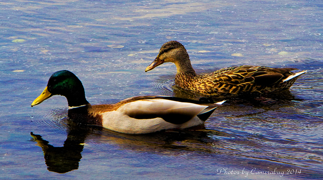 Reflecting on a choice of mates. Victoria, British Columbia Canada