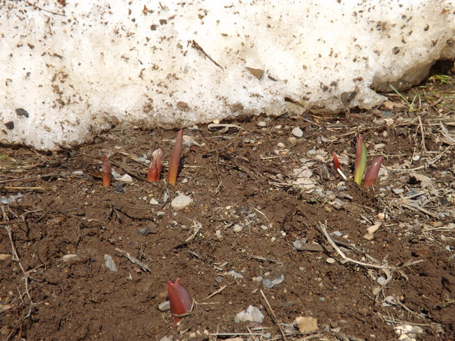 it's spring. here come the tulips. New Minas, Nova Scotia Canada