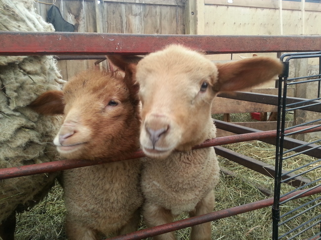 Spring Lambs! Markdale, Ontario Canada