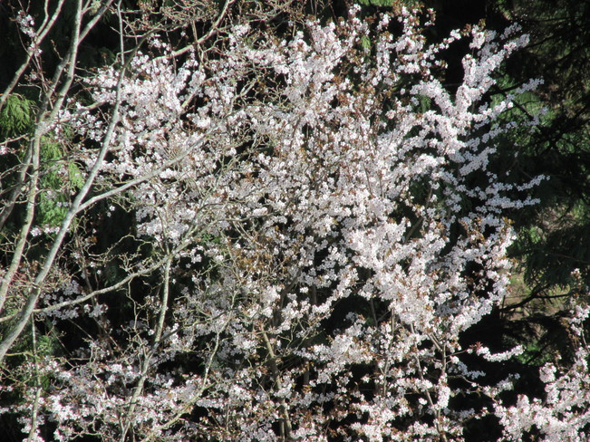 plum tree blossoms Surrey, British Columbia Canada