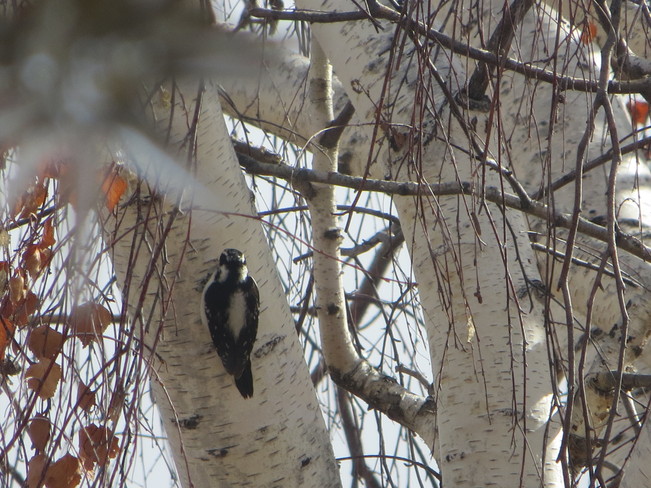 Woodpecker Bow Island, Alberta Canada