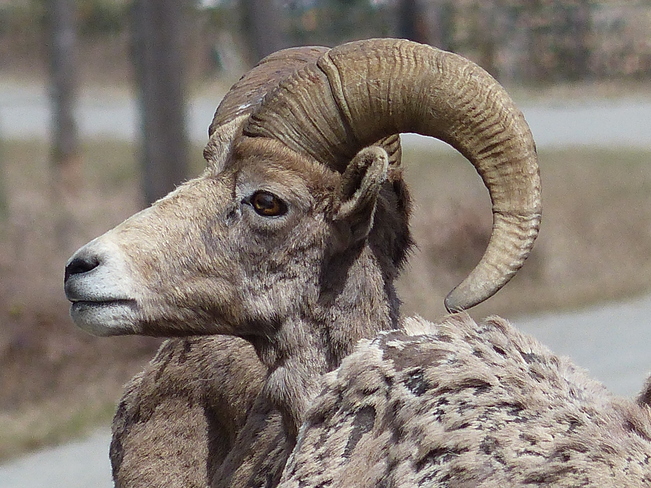 Big horn sheep Grand Forks, British Columbia Canada