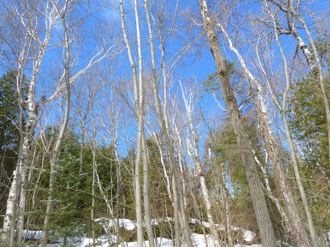 Birches near Cyprus Lake Tobermory, Ontario Canada