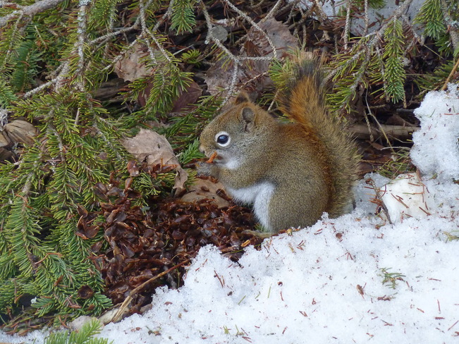 Red Squirrel by Cyprus Lake Tobermory, Ontario Canada