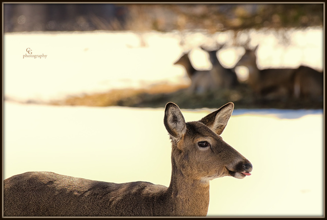 White-tailed Deer Magnetawan, Ontario Canada