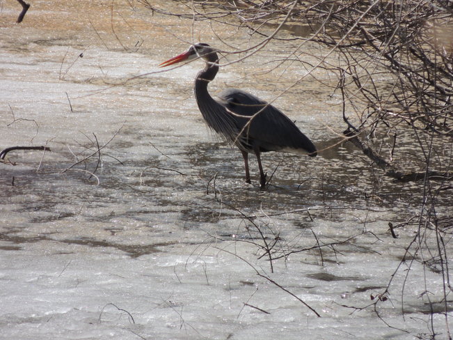 First heron I've seen this year Aurora, Ontario Canada