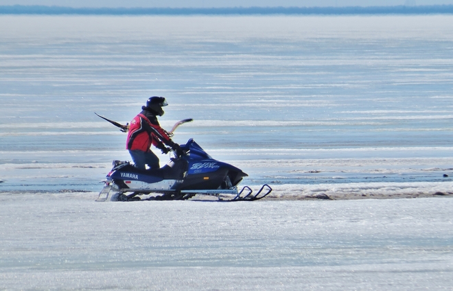 Snowmobiling not appreciated by Geese! North Bay, Ontario Canada
