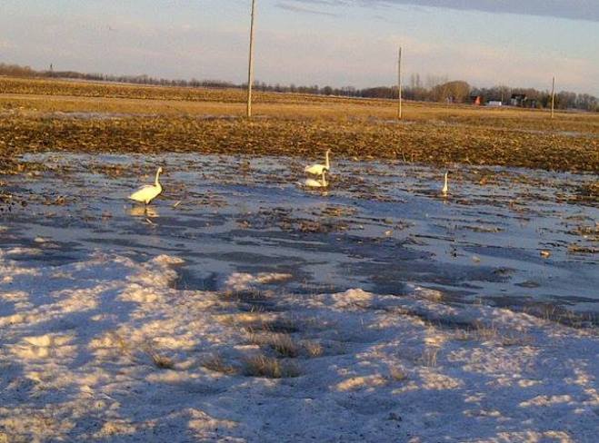 Swans in the field Niverville, Manitoba Canada