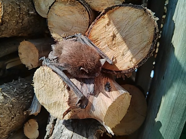 Bat out tanning North Rustico, Prince Edward Island Canada