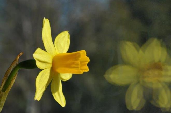 Daffodil in the window Erin, Ontario Canada