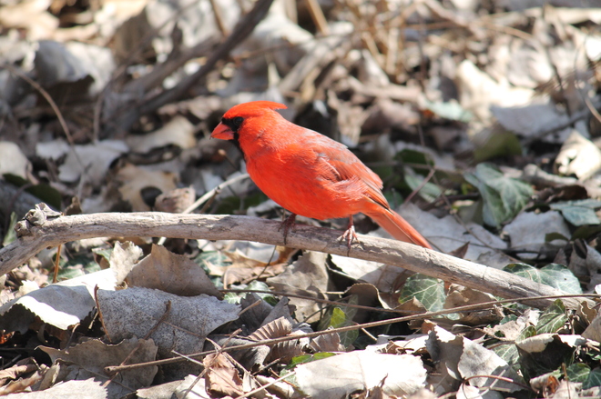 Red Cardinal Sarnia, Ontario Canada