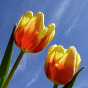 Les tulipes...