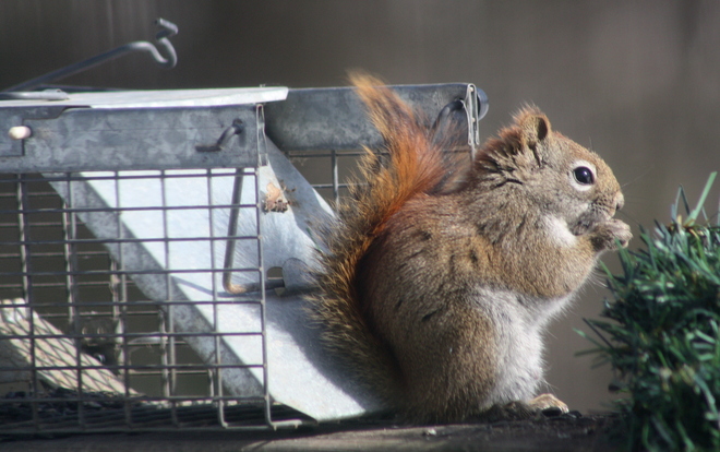 Squirrel springs live trap Fredericton, New Brunswick Canada