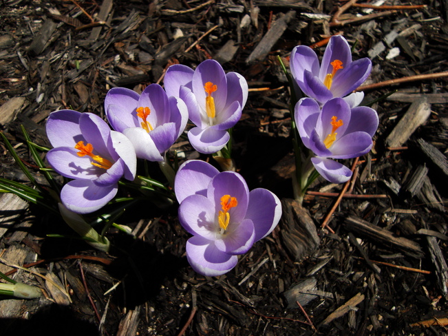 "Spring is Here" Owen Sound, Ontario Canada
