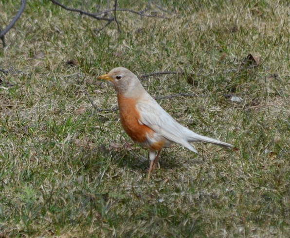 white robin Bowmanville, Ontario Canada
