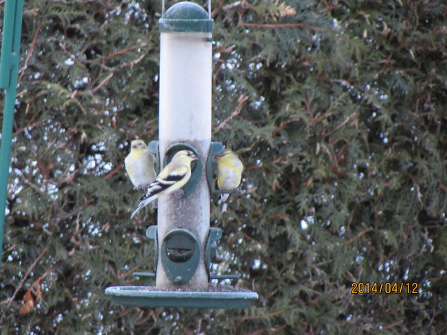 ti- oiseaux ont faim tÃ´t ce matin Saint-Georges-Est, Quebec Canada