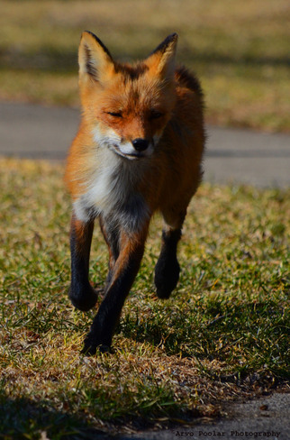 Fox trots through the park Scarborough, Ontario Canada