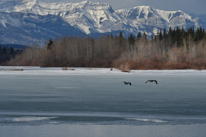 Geese flying over ghost lake Cochrane, Alberta Canada