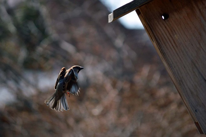 Sparrow Flying Home Cayuga, Ontario Canada