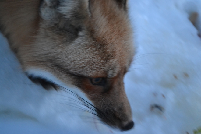 Fox head shot Charlton, Ontario Canada