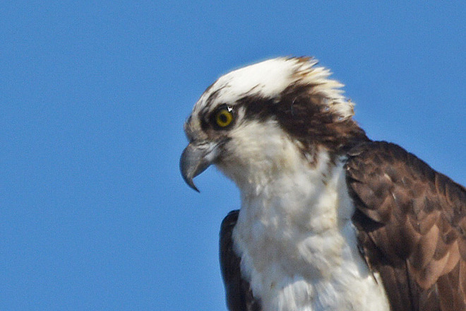 Osprey Close-Up Kitchener, Ontario Canada